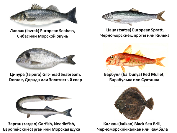 Рибни ястия в ресторантите на България - как може един турист да разбере имената на рибата и морските дарове в България?